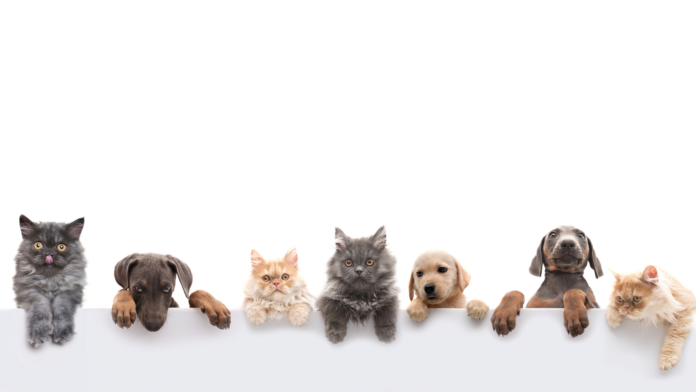 Pet Supplies